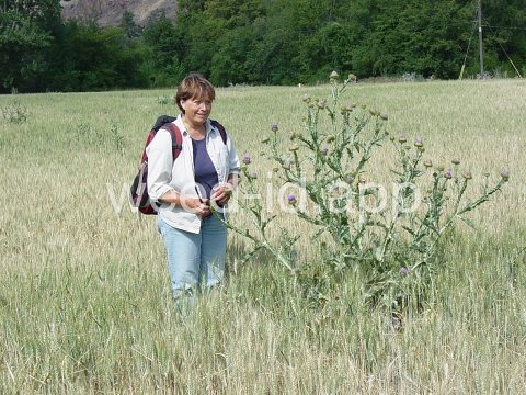 thistle, Scotch